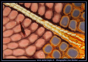 Little shrimp on sea urchin... in the water's of Lembeh S... by Michel Lonfat 